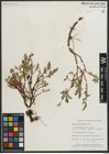 Foto von Salix myrtillifolia Anderson